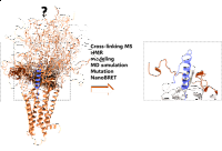 Protein structures ( A. Sinz)